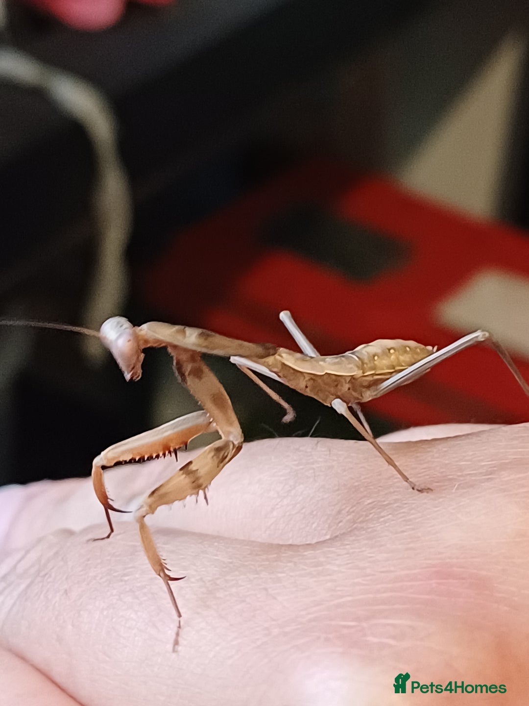 Praying Mantis invertebrates for sale: Older mantis- pre sub or sub adults  - Image 6