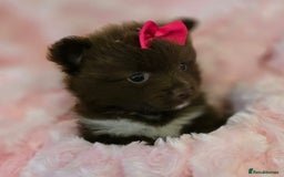 Pomeranian dogs for sale: Pomeranian puppies  - Image 5