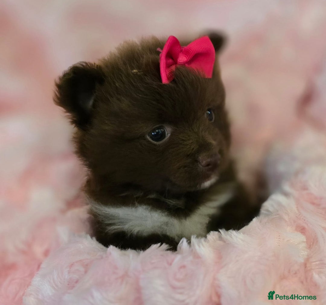 Pomeranian dogs for sale: Pomeranian puppies  - Image 5