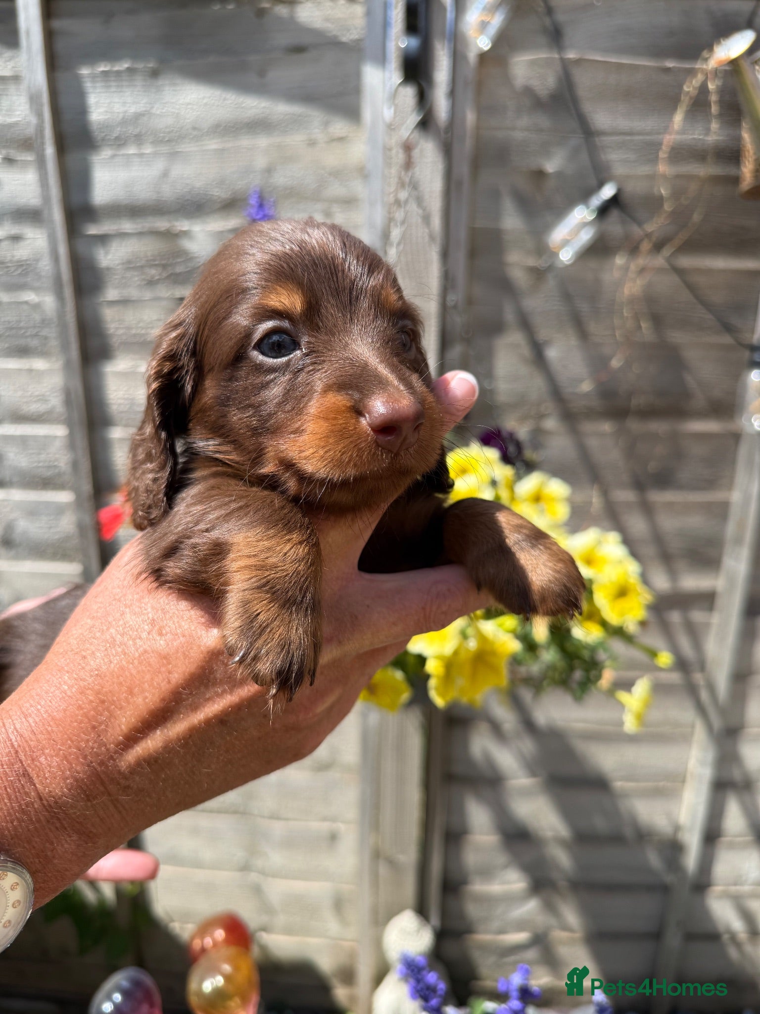 Miniature Dachshund dogs LAST 2 BOYS KC Reg Miniature Long Haired Litter  - Advert 1