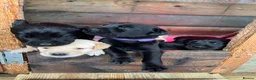 Labrador Retriever dogs for sale: Labrador puppies in Carlisle - Advert 11