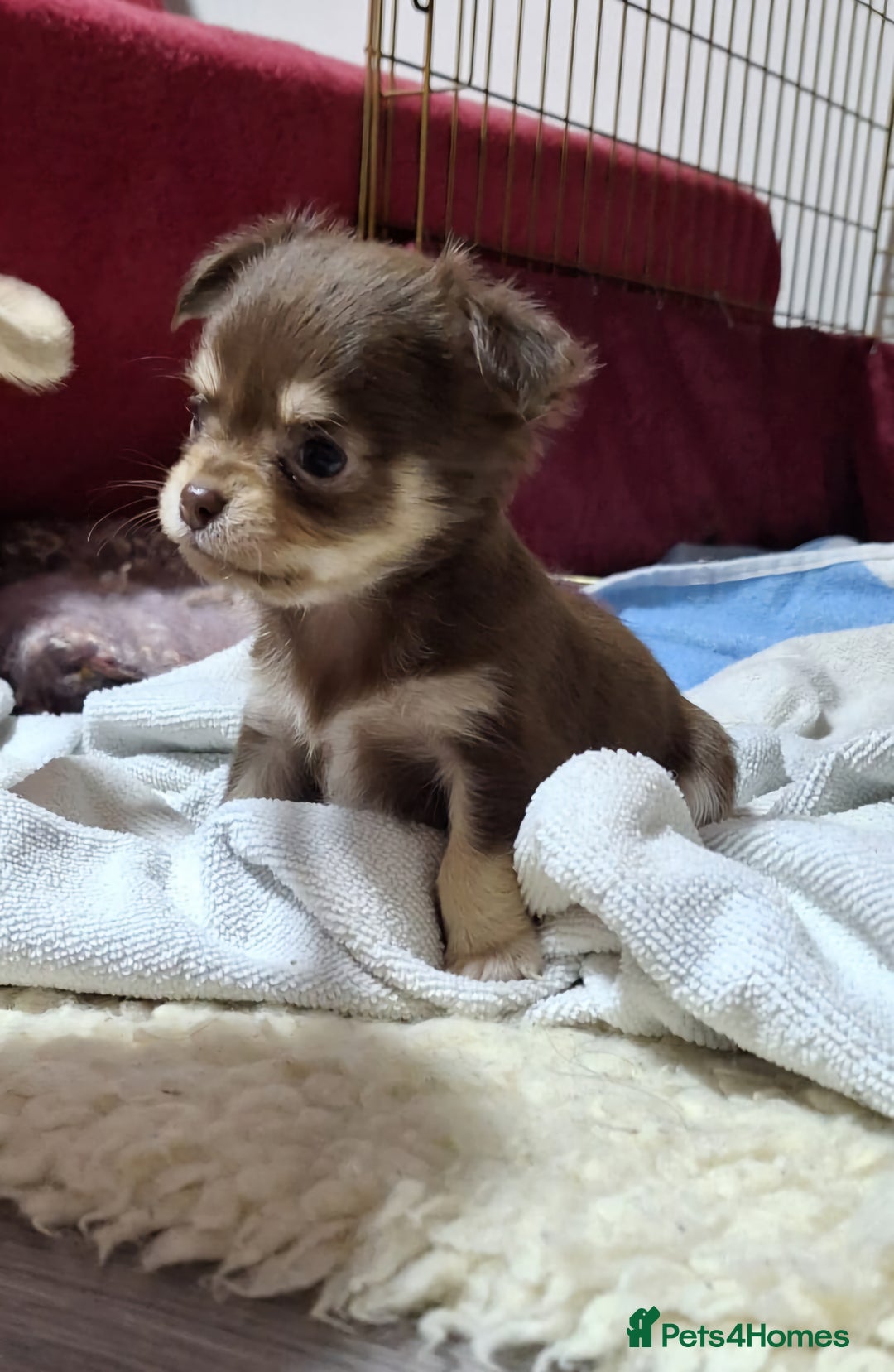 Chihuahua dogs for sale: Stunning Chihuahua Puppies  - Advert 7