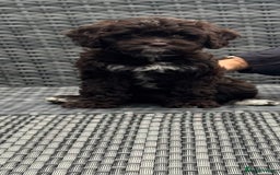 Cavapoo dogs for sale: F1 Cavapoo pups girls ready to leave now . - Image 13