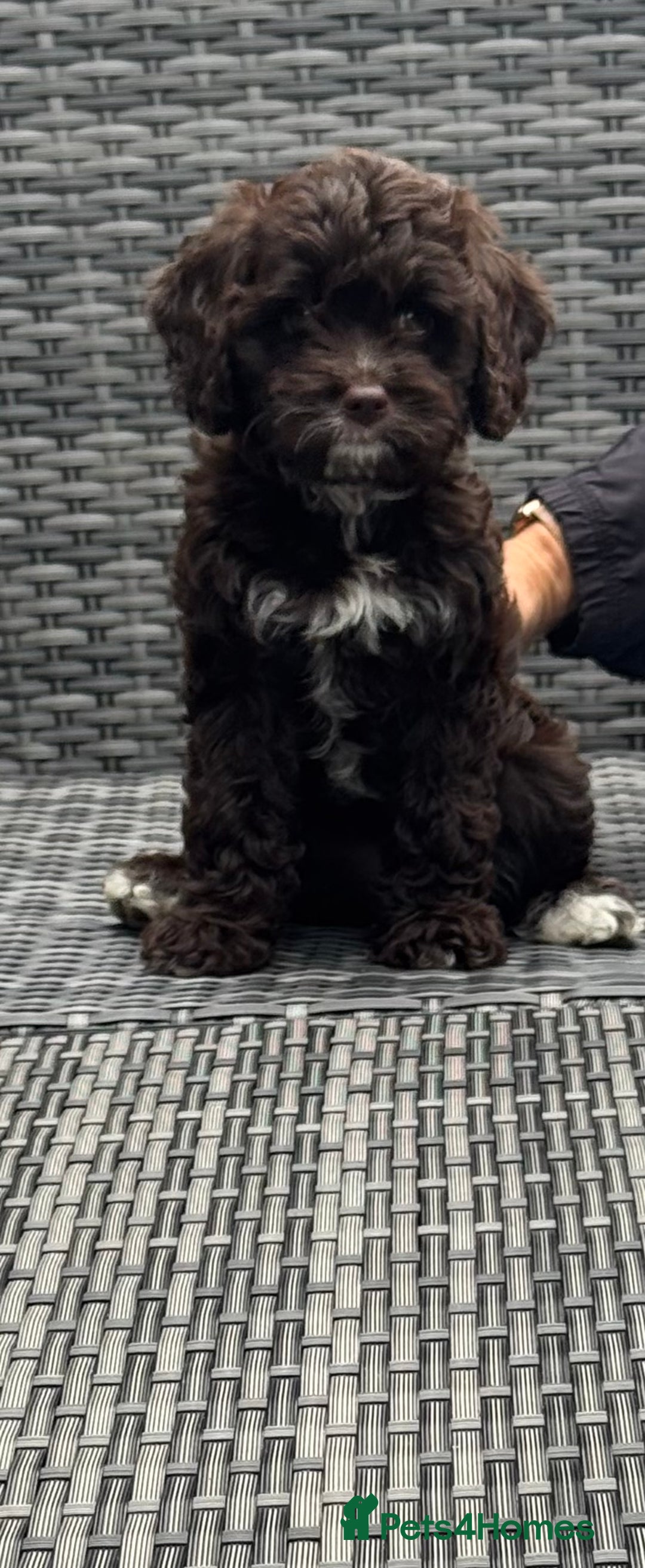 Cavapoo dogs for sale: F1 Cavapoo pups girls ready to leave now . - Image 13