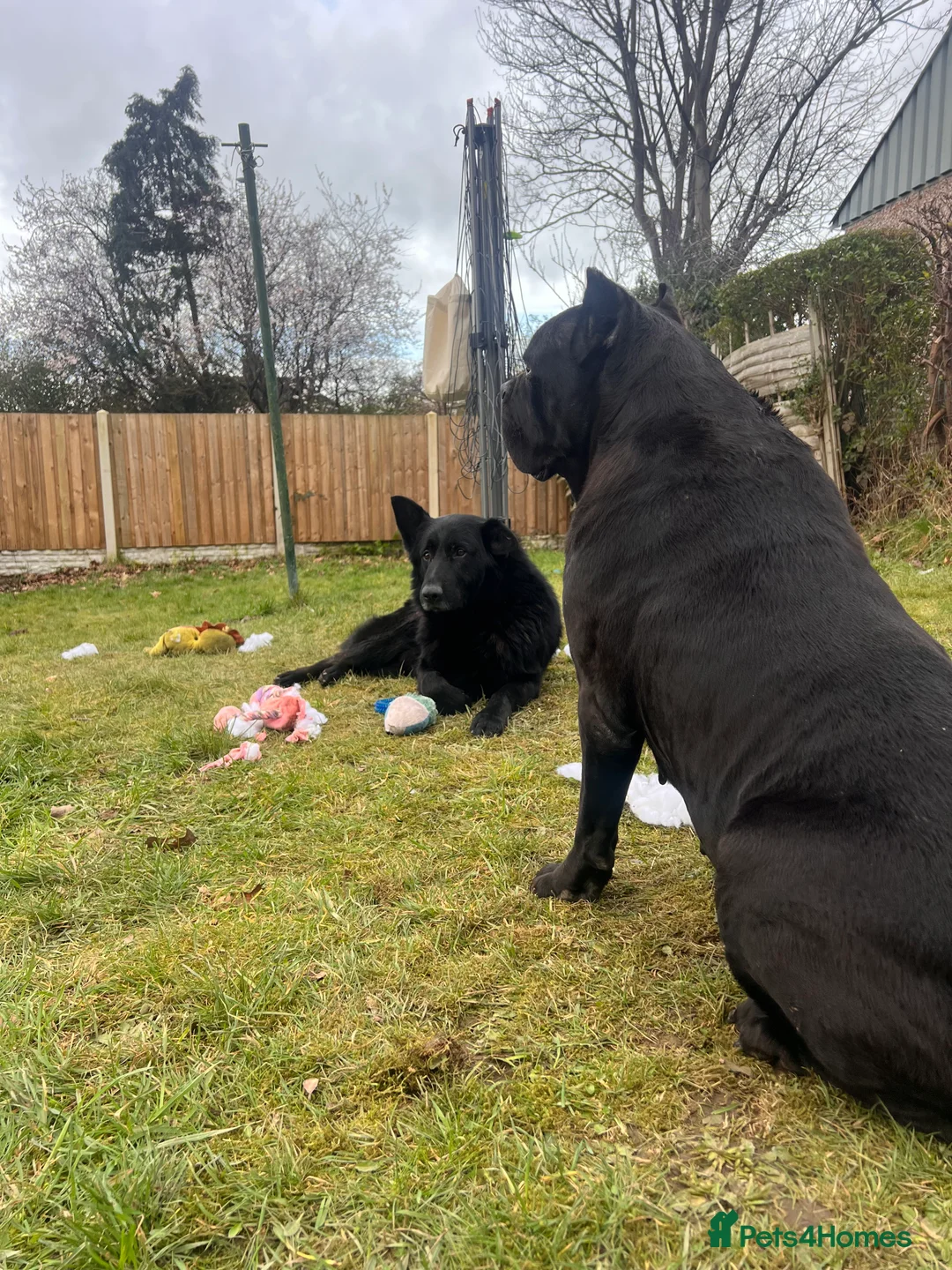 German Shepherd dogs for sale: Shadow  - Advert 2