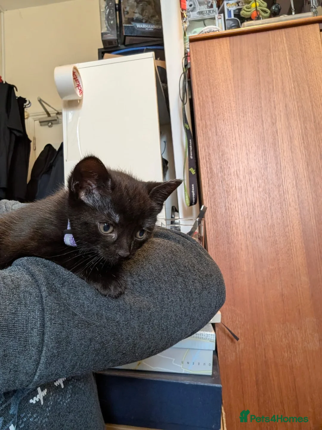 Bombay cats for sale: 🐾 Loving Homes Wanted for 4 Roxy’s Kittens 🐾 - Advert 29