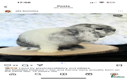 Mini Lop rabbits for sale: MiniLop doe and buck  - Advert 2