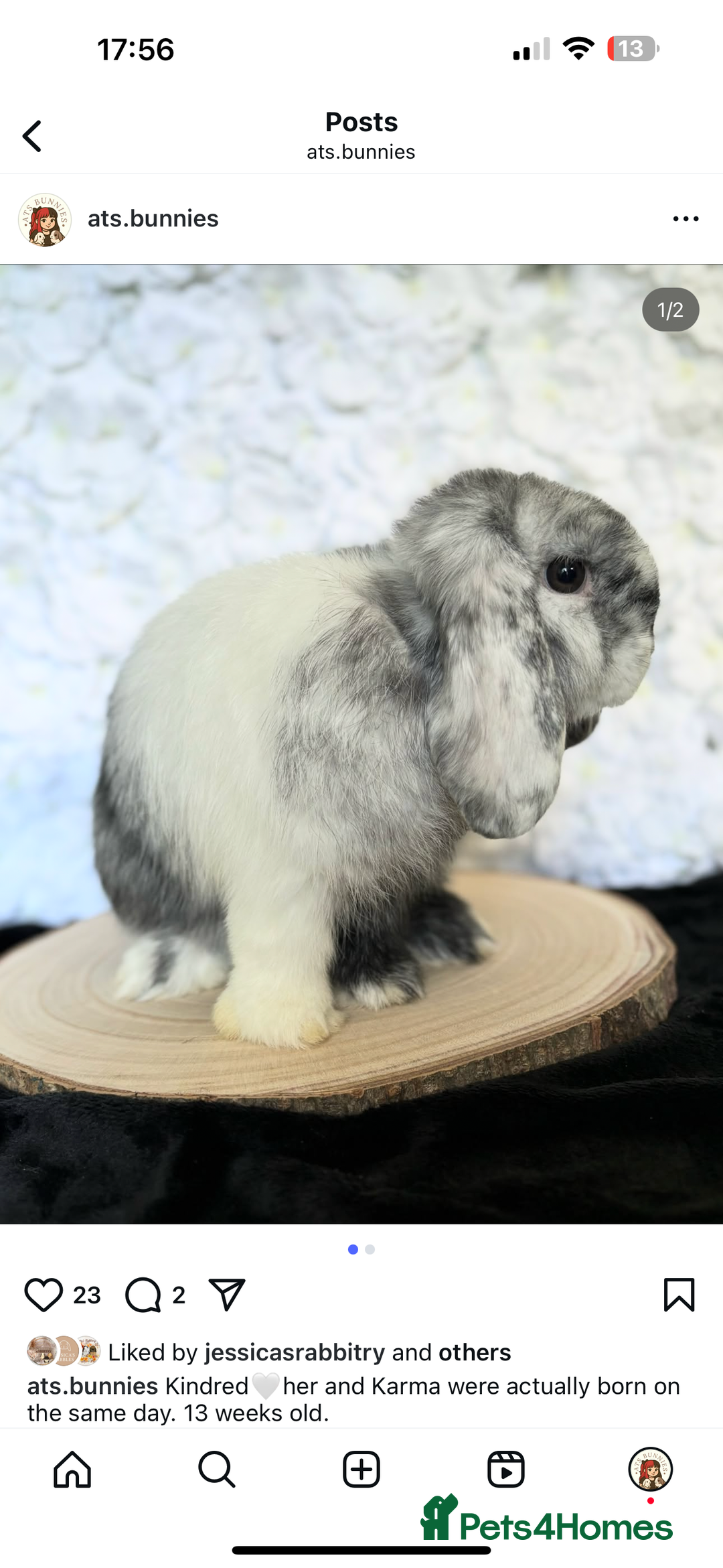 Mini Lop rabbits for sale: MiniLop doe and buck  - Advert 2