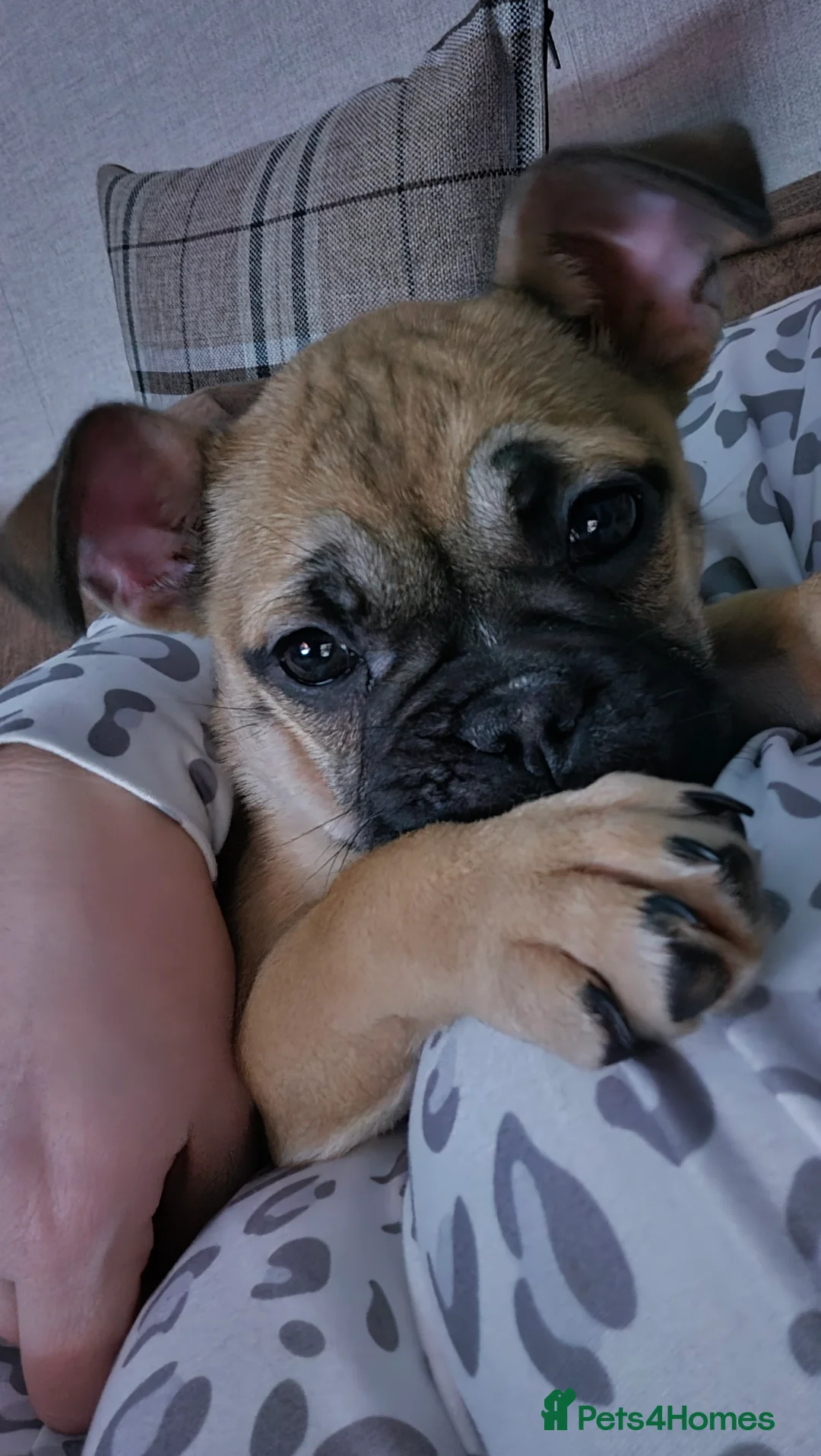 Mixed Breed dogs for sale: Gorgeous hybrid Bulldog Nala - Advert 4