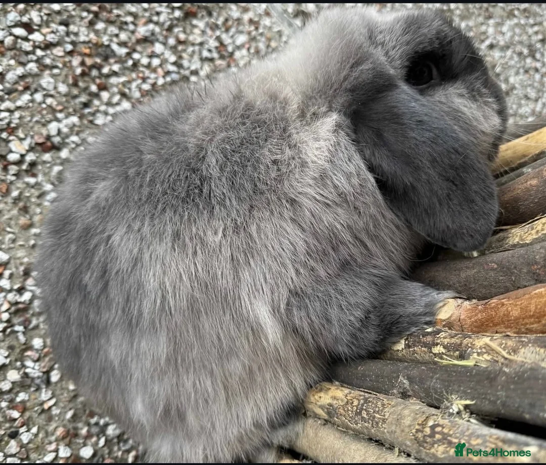 Mini Lop rabbits for sale: 2 proven brood does - Advert 2