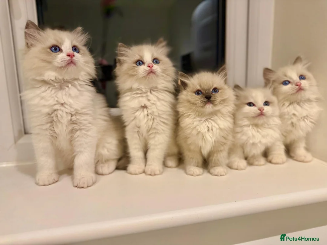 Ragdoll cats for sale: Beautiful Ragdoll Kittens  - Advert 2