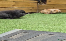 Mini Lion Lop rabbits for sale: 2 male baby lion lops  - Image 1
