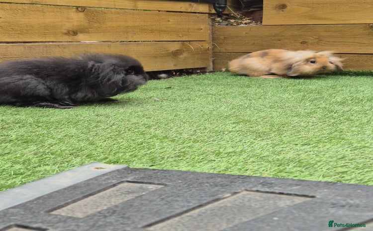 Mini Lion Lop rabbits - Advert 1