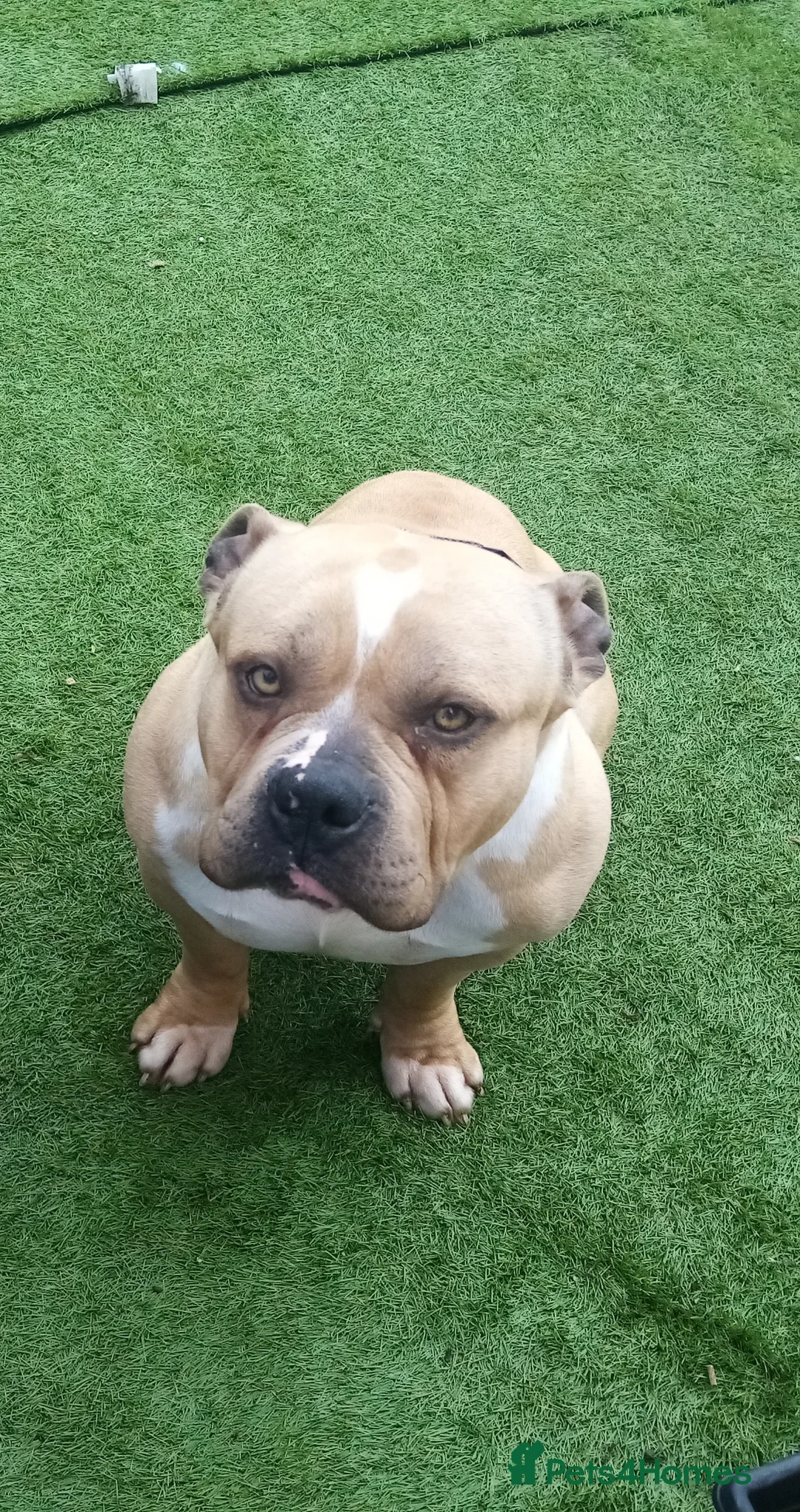 American Bully dogs for sale: Pocket bully Male  - Advert 1
