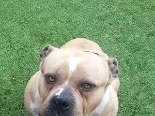 American Bully dogs Pocket bully Male - Advert 18