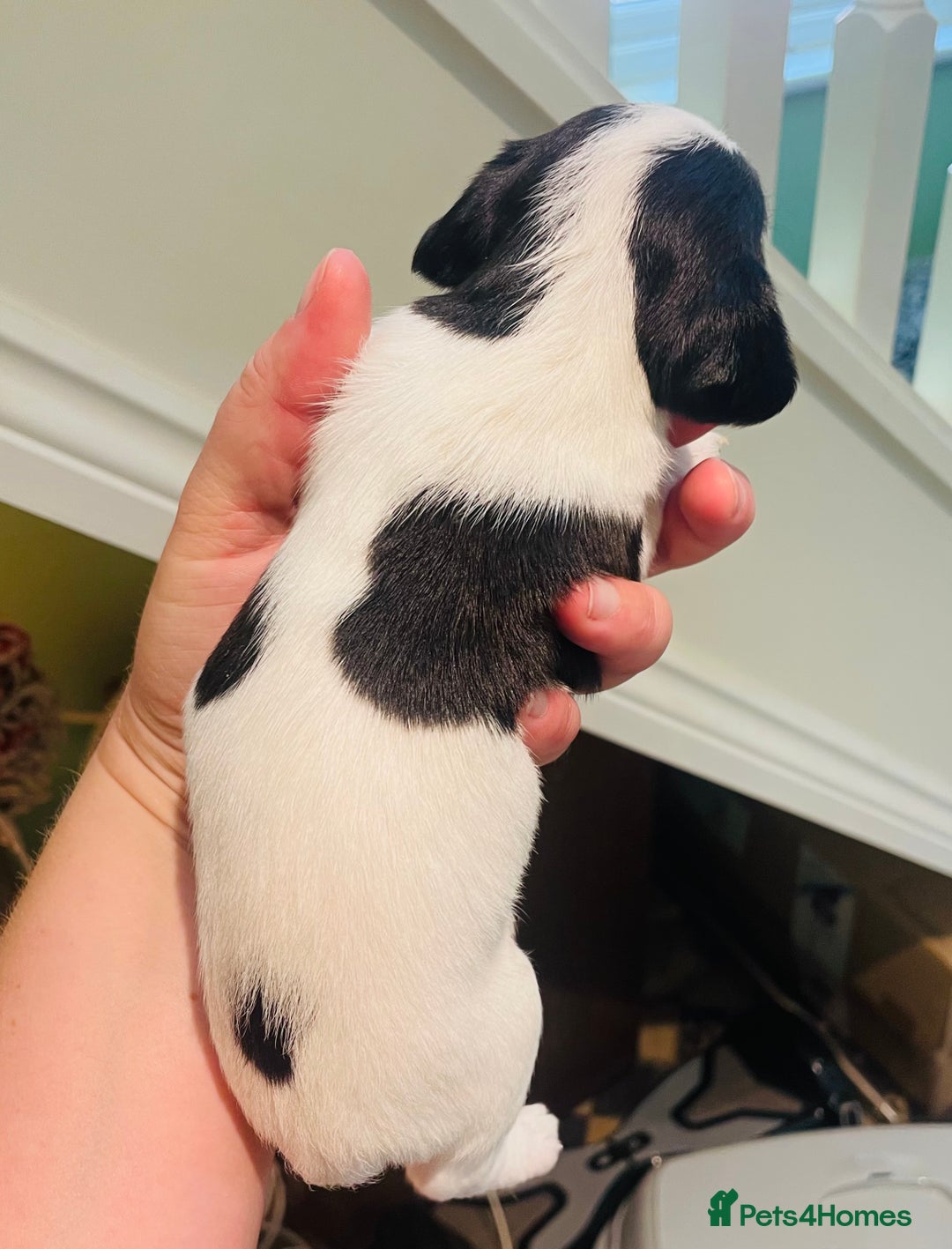 Mixed Breed dogs for sale: Jackapoo puppies for sale - Image 2