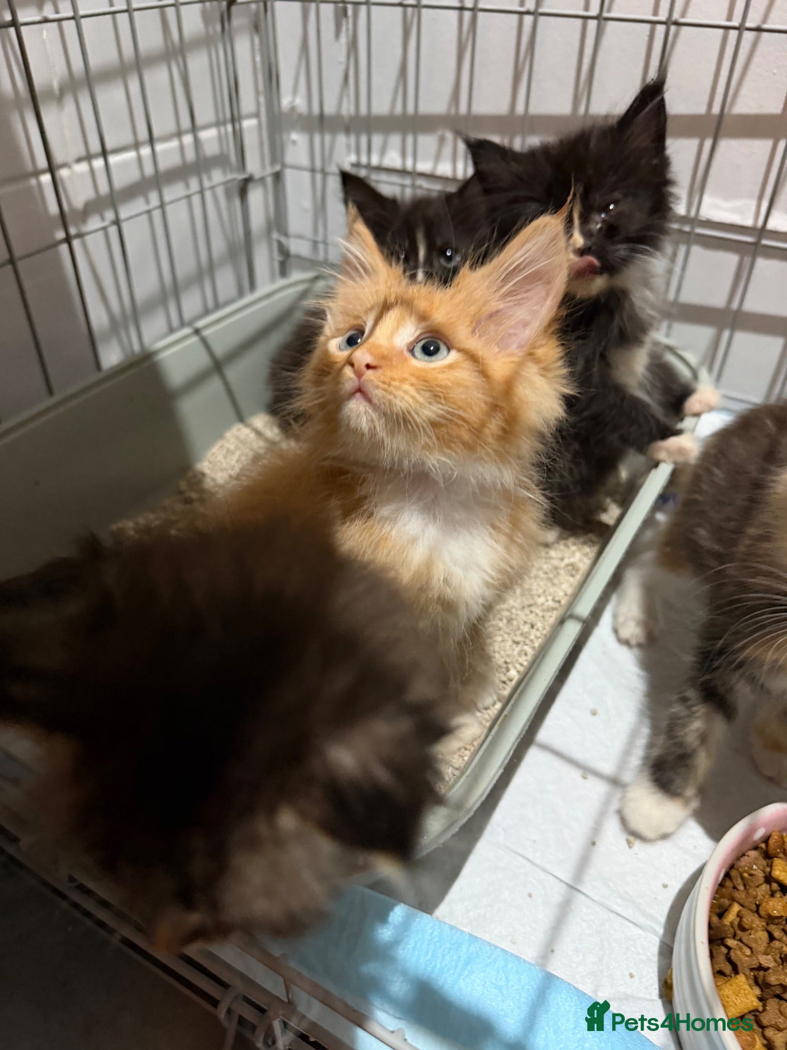 Maine Coon cats Maincoon kittens  - Advert 1