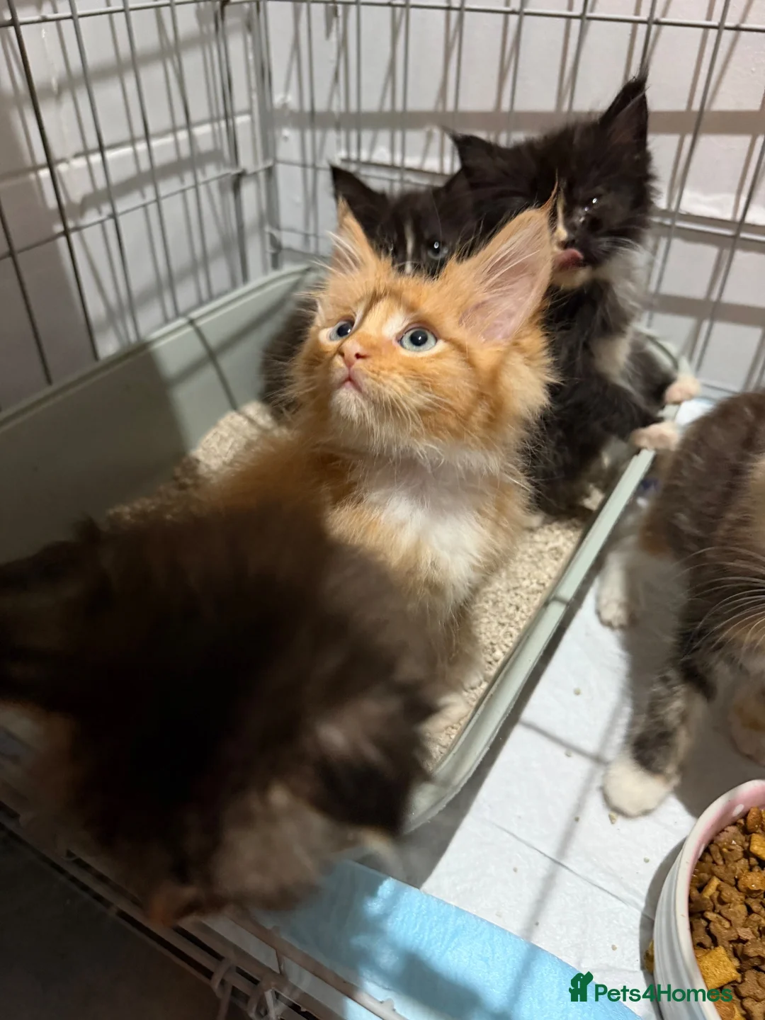 Maine Coon cats for sale: Maincoon kittens  - Advert 1