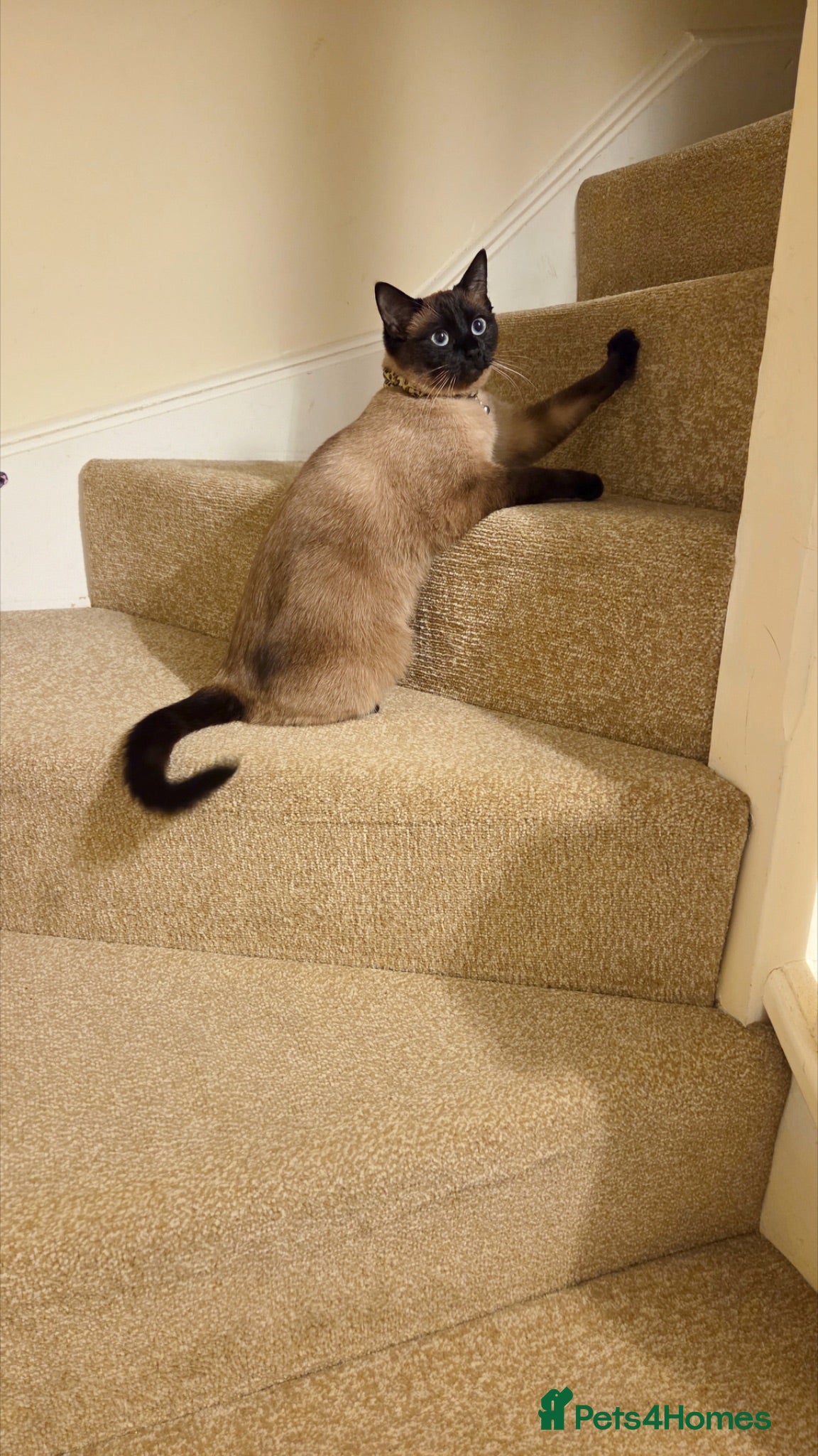 Mixed Breed cats Ragdoll X Bengal X Mainecoon mix kittens - Advert 2