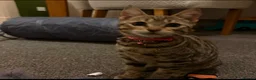 Mixed Breed cats for sale: Juno Bengal Mix in Nottingham - Advert 3