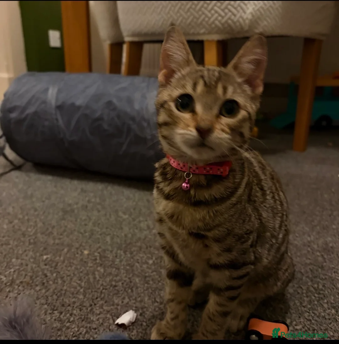 Mixed Breed cats for sale: Juno Bengal Mix in Nottingham - Advert 3