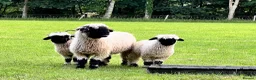 Sheep livestock for sale: Swiss Bred Valais Blacknose ewe Lamb - Advert 8