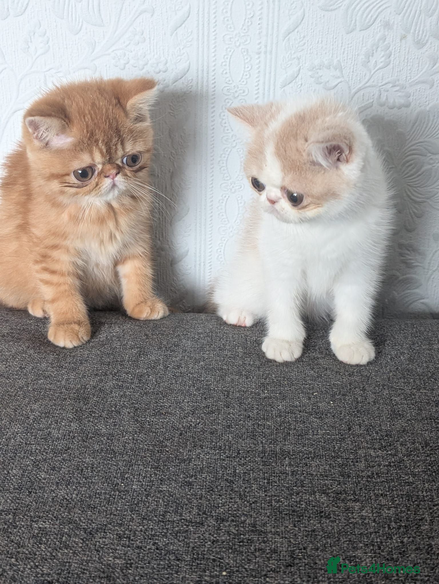 Persian cats 🐾 Beautiful Persian Kittens 🐾 - Advert 1