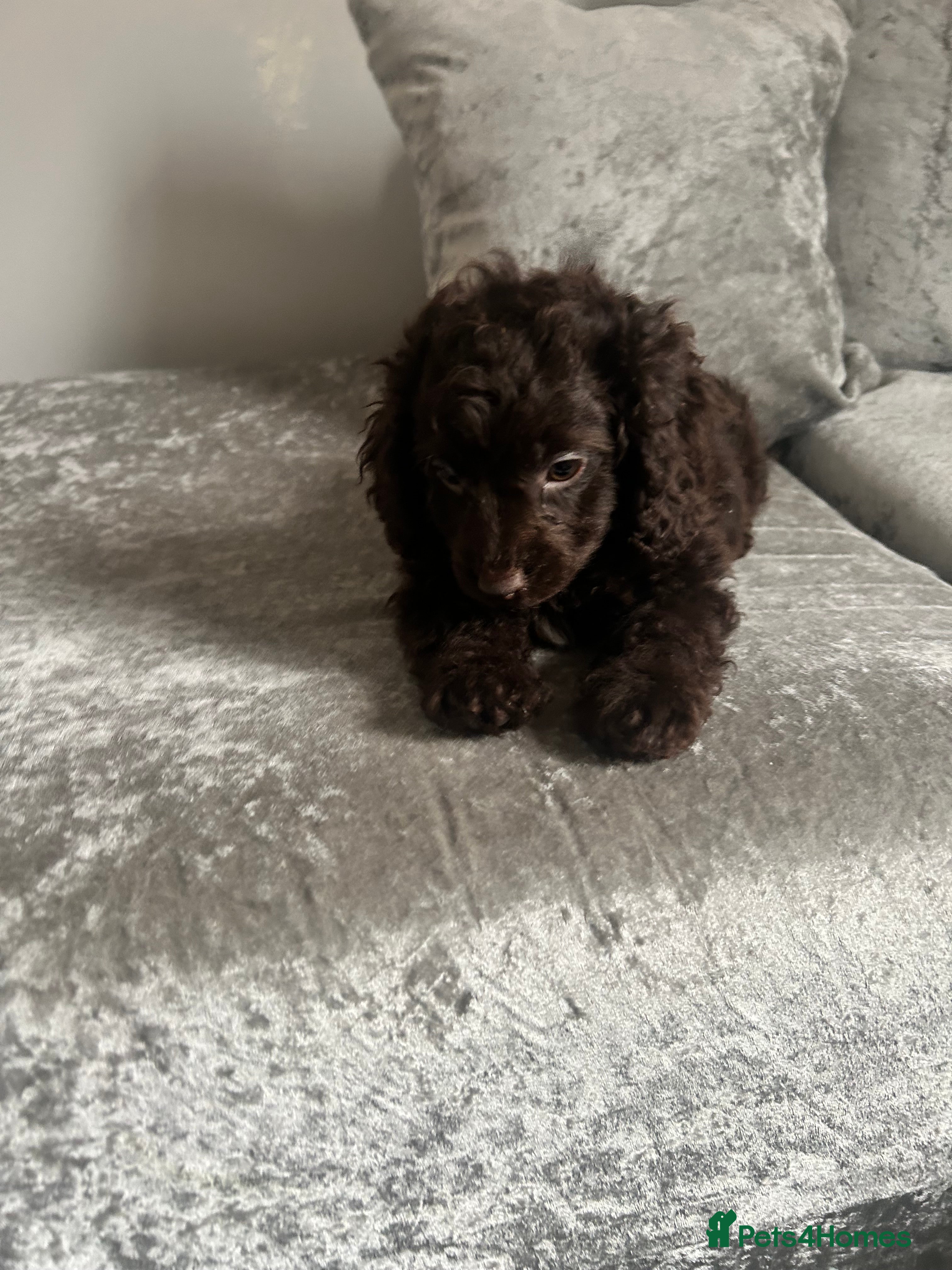 Cavapoo dogs One chocolate Cute cavapoo pup left - Advert 9
