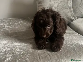 Cavapoo dogs One chocolate Cute cavapoo pup left - Advert 9