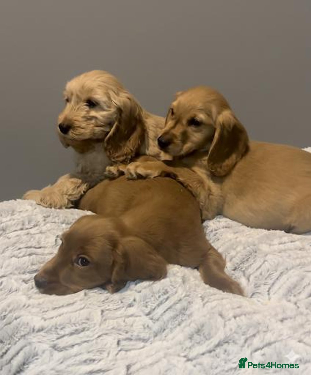 Cockapoo dogs for sale: Cockapoo puppies for sale  - Advert 6