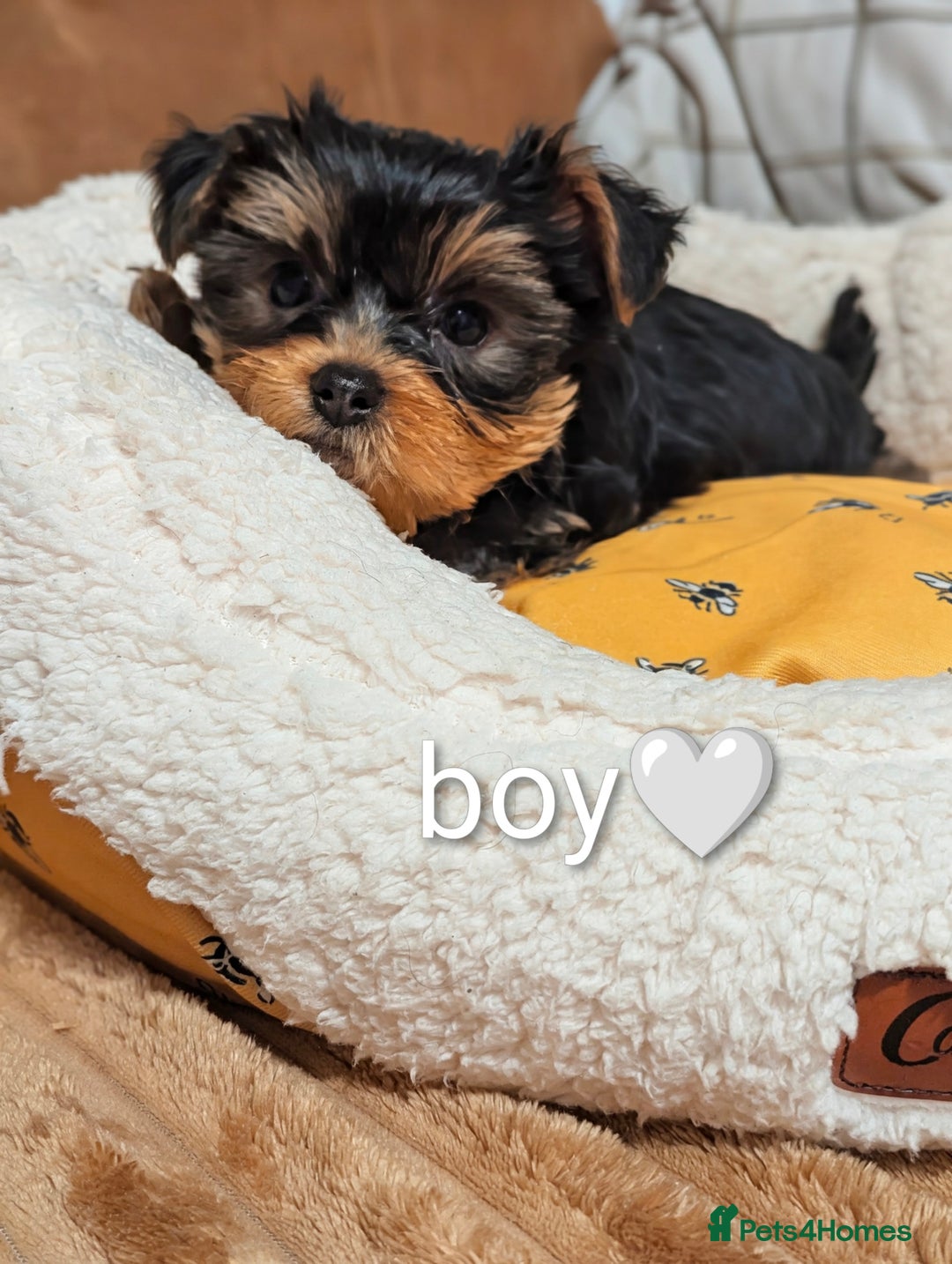 Yorkshire Terrier dogs for sale: Adorable Yorkshire terrier puppy available  - Advert 40