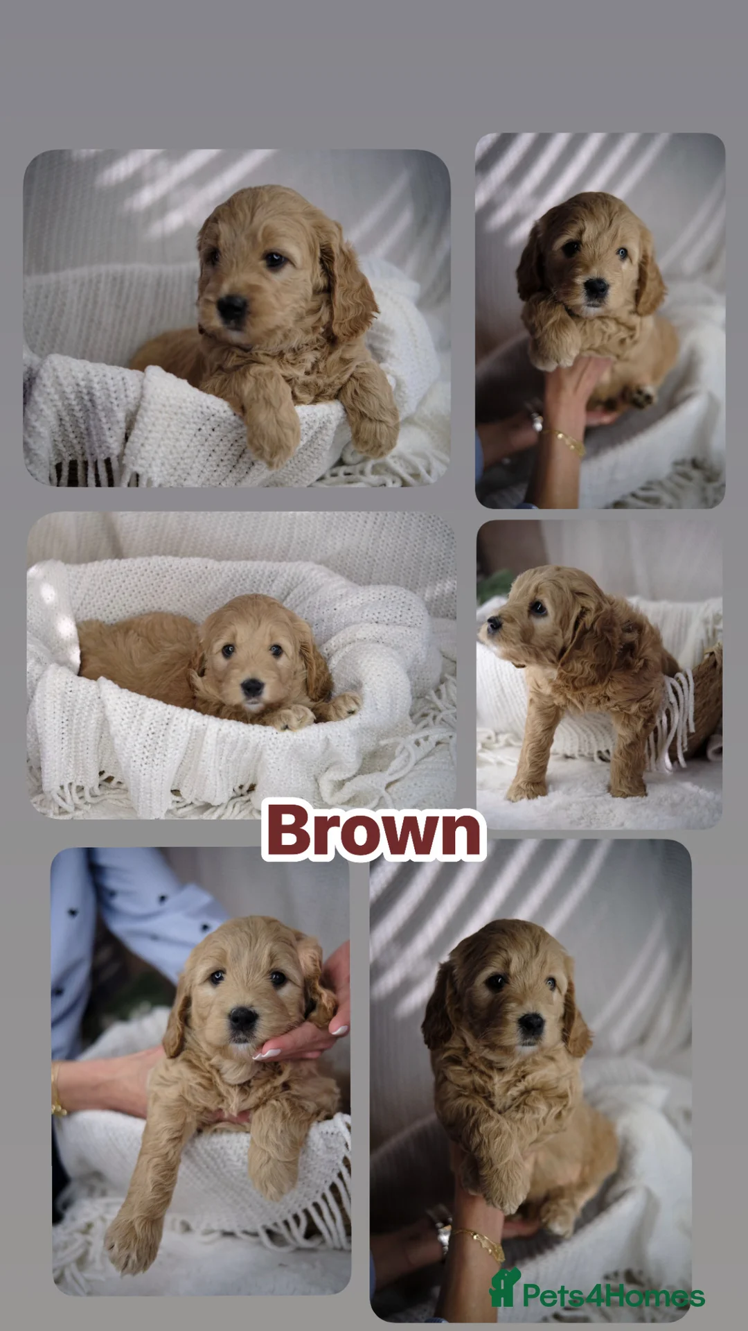 Goldendoodle dogs for sale: Stunning mini Goldendoodle  - Advert 1