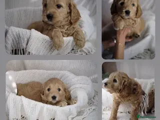 Goldendoodle dogs Stunning mini Goldendoodle - Advert 7