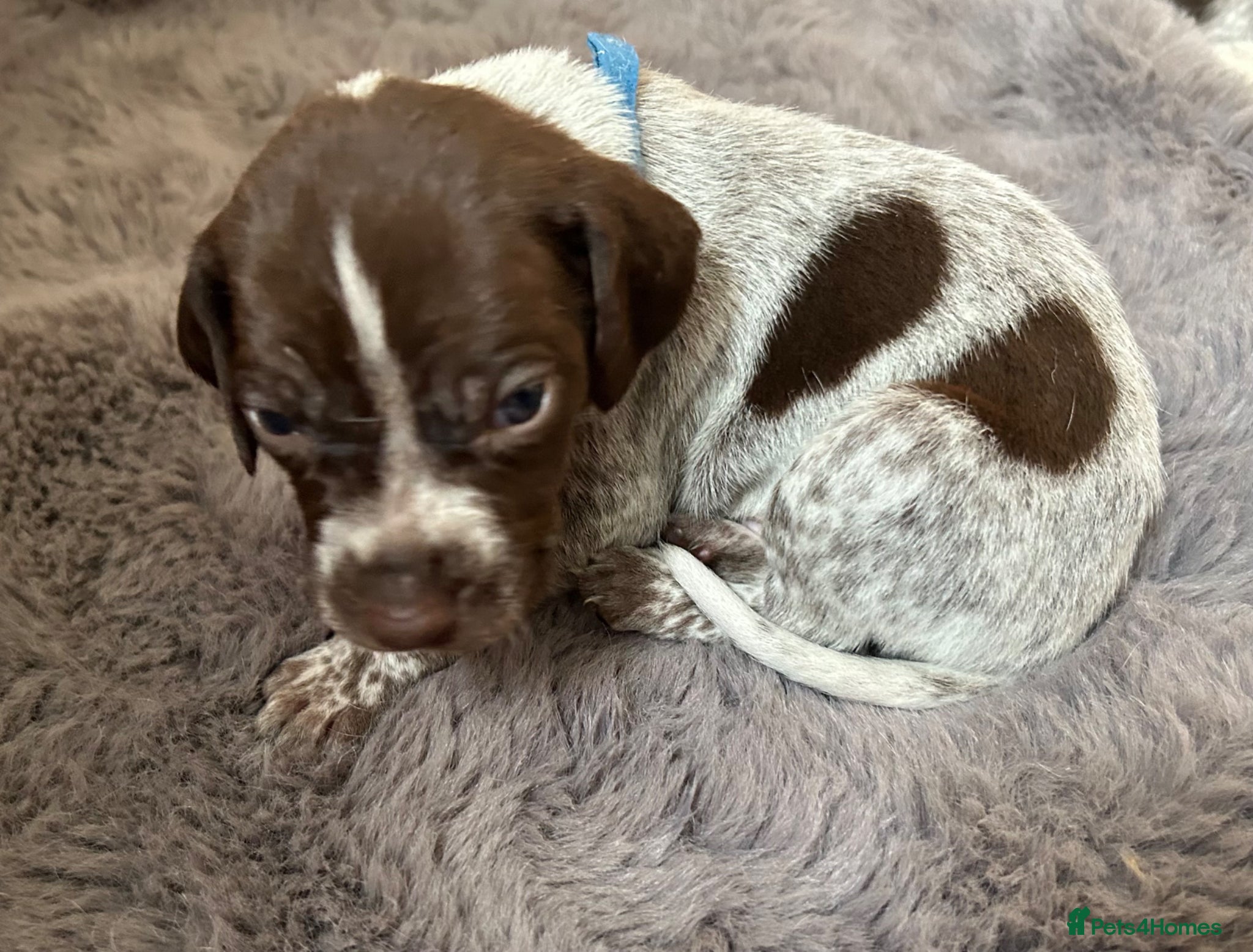 German Shorthaired Pointer dogs Pure GSP Puppies for sale!  - Advert 2