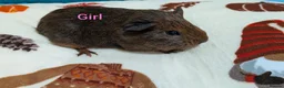 Guinea Pig rodents for sale: Baby guinea pigs for sale  - Advert 2