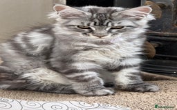 Maine Coon cats for sale: READY TO LEAVE  in Brighouse - Image 2