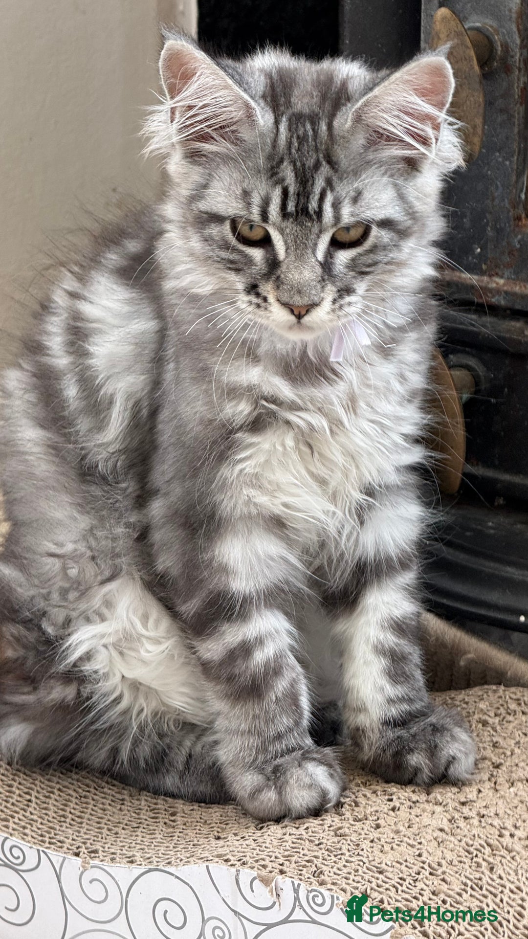 Maine Coon cats for sale: READY TO LEAVE  in Brighouse - Image 2