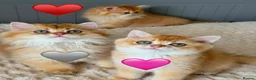 British Longhair cats for sale: Golden British BLH and BSH kittens  - Advert 2
