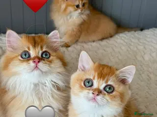 British Longhair cats Chocolate-Golden British BLH and BSH kittens - Advert 12