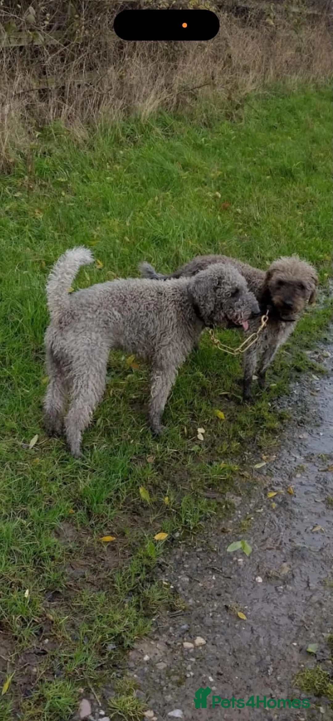 Bedlington Terrier dogs for sale: Bedlington terrier - Advert 2