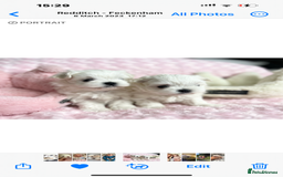 Maltese dogs for sale: Tiny Exquisite Full Korean Bambelina Maltese. - Image 12
