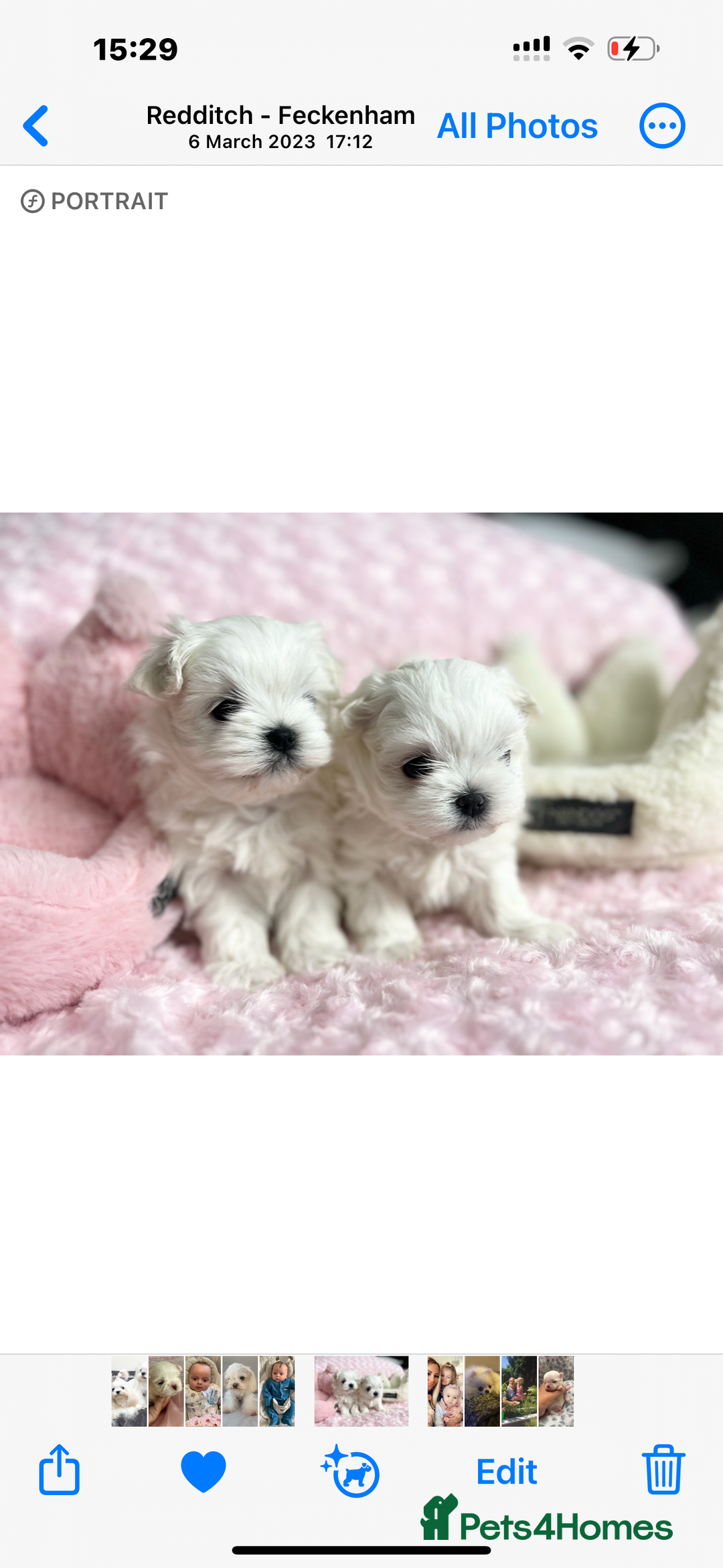 Maltese dogs for sale: Tiny Exquisite Full Korean Bambelina Maltese. - Image 12