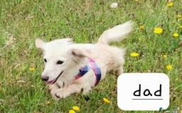 Miniature Dachshund dogs for sale: Beautiful long haired mini dachshunds  in Peterborough - Image 10