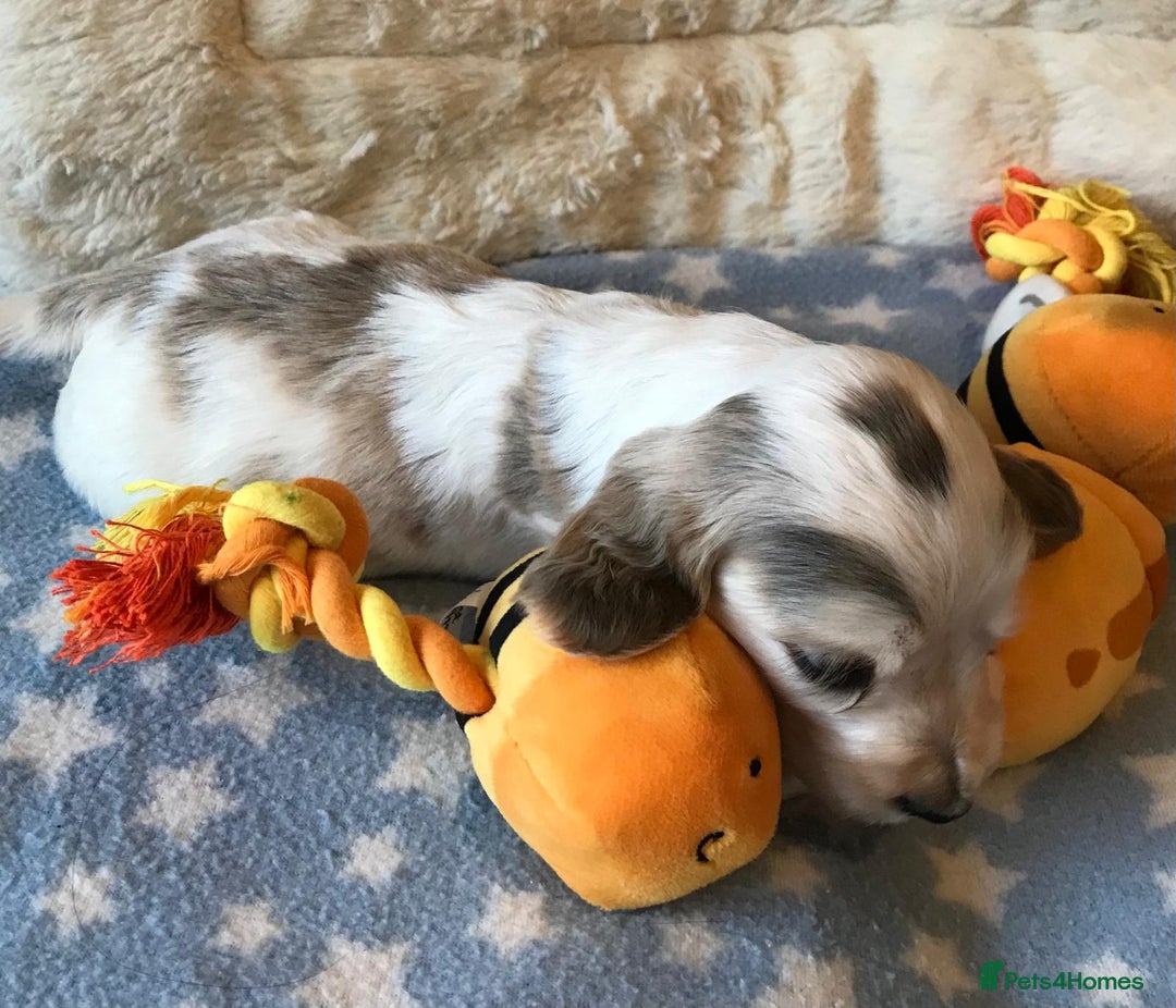 Cocker Spaniel dogs for sale: Show Type Health Tested, KC Reg puppies  - Image 6