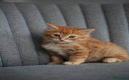 Mixed Breed cats for sale: Gorgeous Ginger Kittens - Image 4
