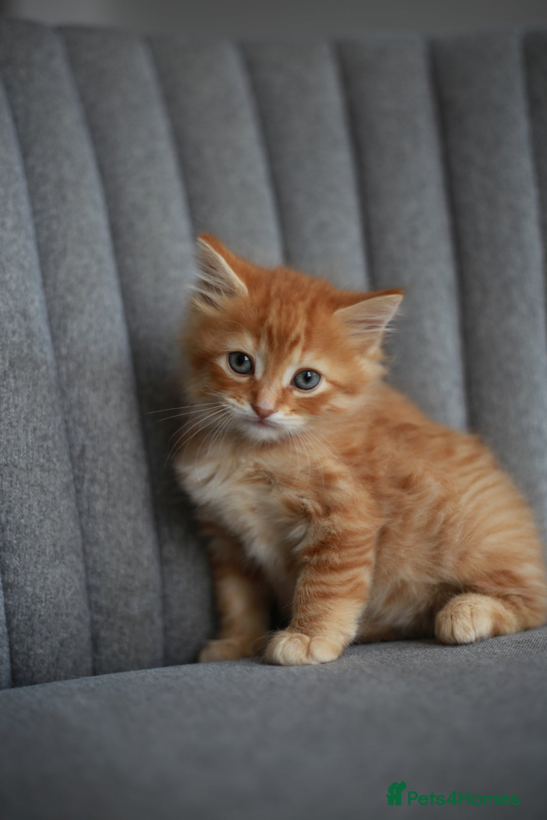 Mixed Breed cats for sale: Gorgeous Ginger Kittens - Image 4