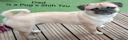 Mixed Breed dogs for sale: Chihuahua x Pug Shih Tzu puppies Chihuahua Pug Zu  - Advert 3