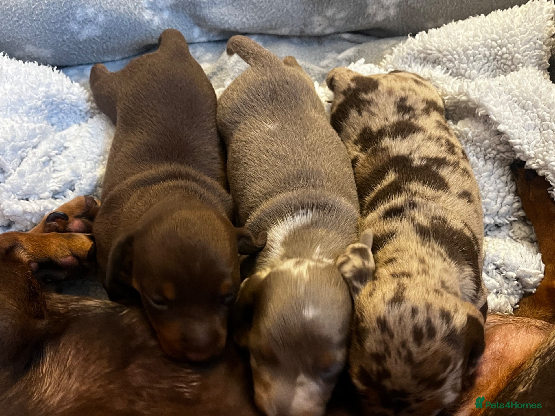 Dachshund dogs Isabella & tan boy. Chocolate brown girl - Advert 14