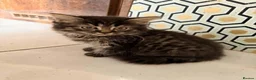 British Shorthair cats for sale: Stunning BSH Kittens Ready Now! - Advert 20