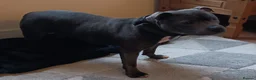 Staffordshire Bull Terrier dogs for sale: Blue Staffordshire bull terriers  - Advert 17